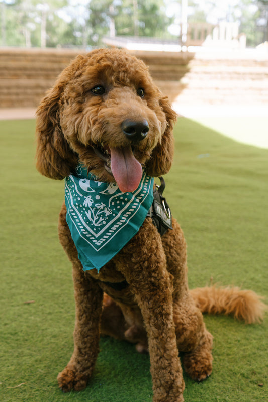 Teal SEEABILITY Bandana